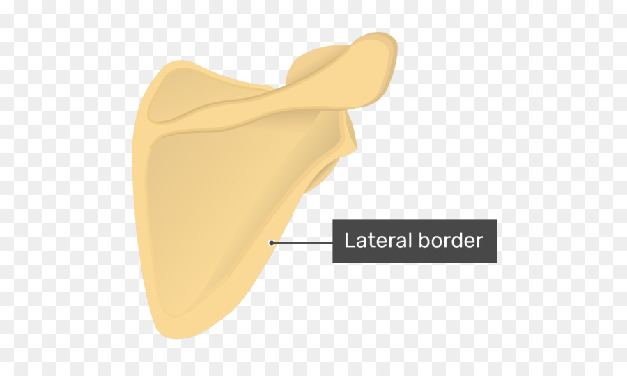 Escápula，Anatomia PNG