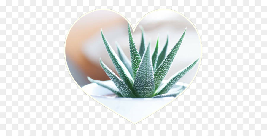 Aloe Vera，Cactaceae PNG