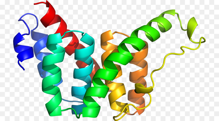 Estrutura Proteica，Biologia PNG