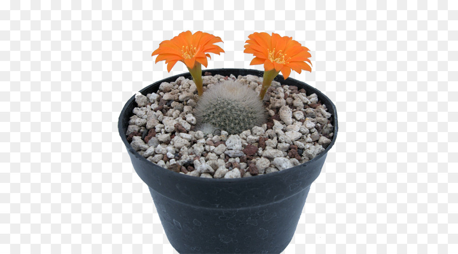 Flowerpot，Morango Hedgehog Cactus PNG