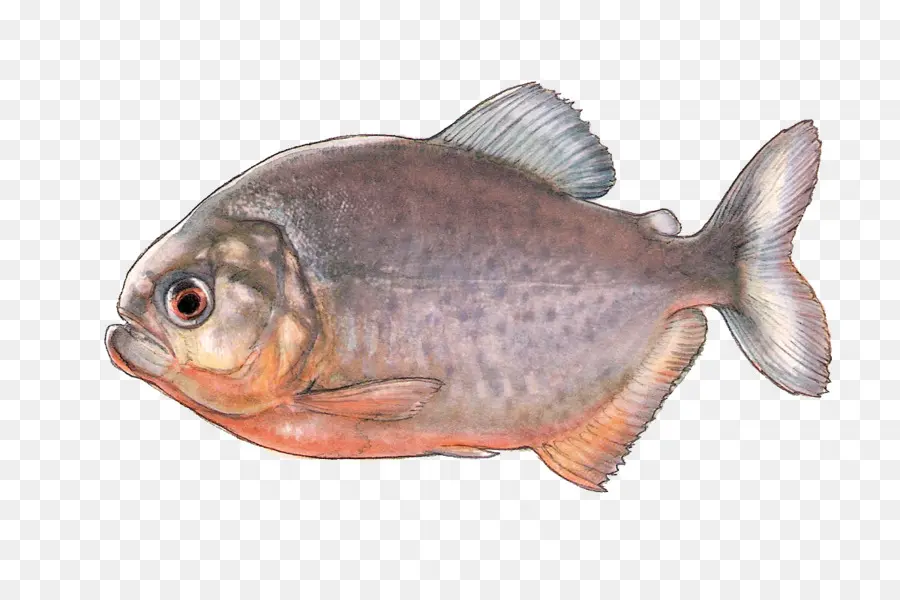 Peixe，Peixes Oleosos PNG
