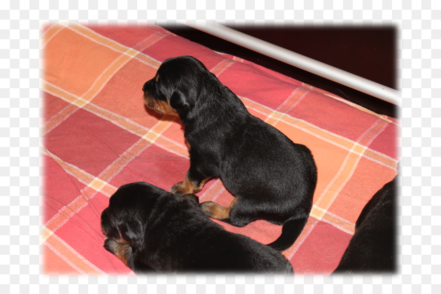 Rottweiler，Filhote De Cachorro PNG