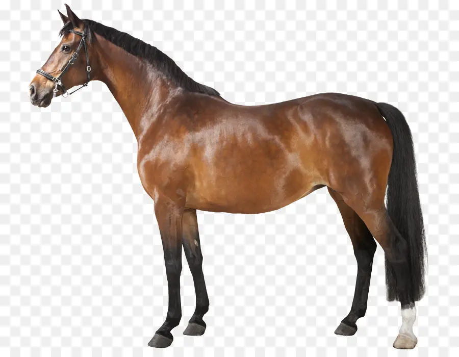 Cavalo，Resolução De Imagem PNG
