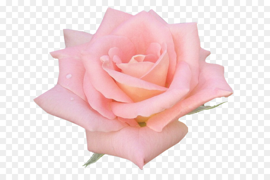 Rosa Pêssego，Florescer PNG