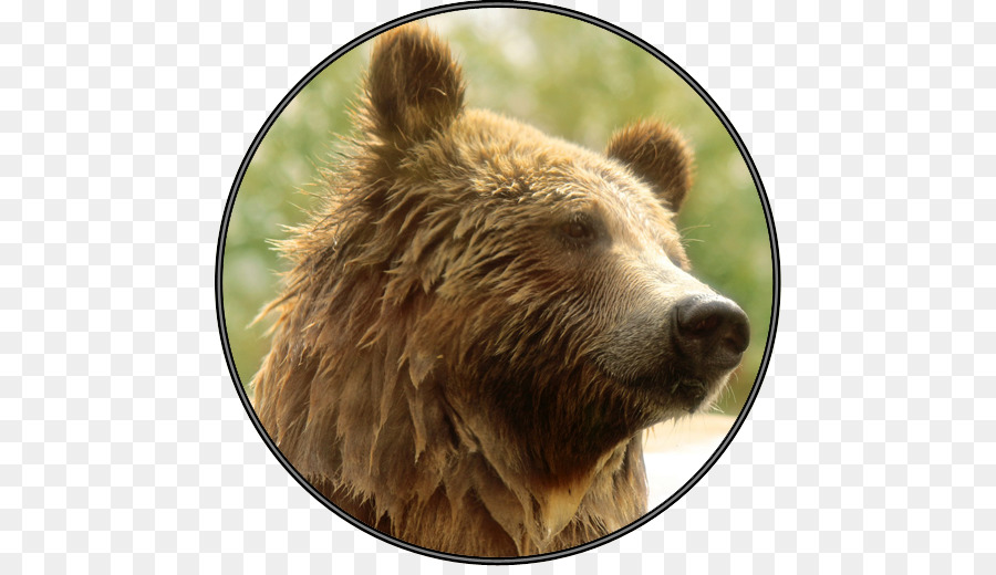 Urso，Marrom PNG