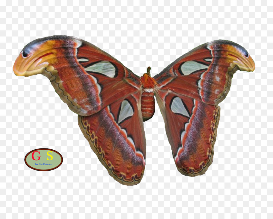 Bicho Da Seda，Borboletas E Mariposas PNG