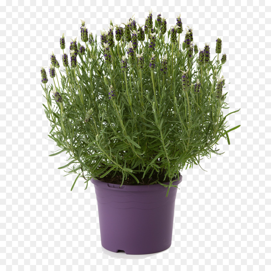 Planta Em Vaso，Lavanda PNG