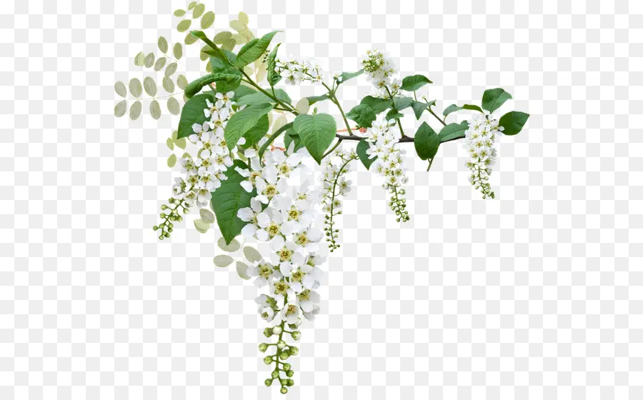 Prunus Padus，Cereja De Pássaro Branco PNG