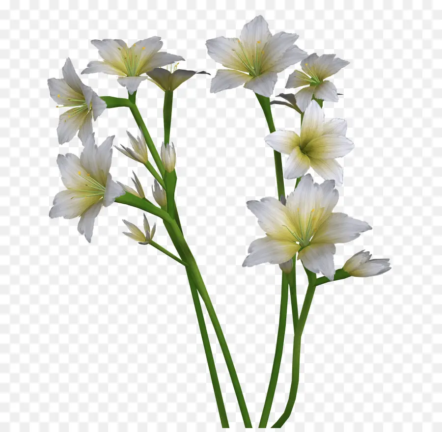 Flores De Corte，Planta De Haste PNG