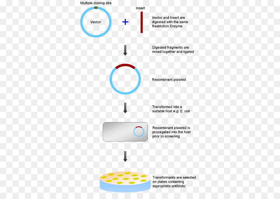 Processo De Clonagem，Genética PNG