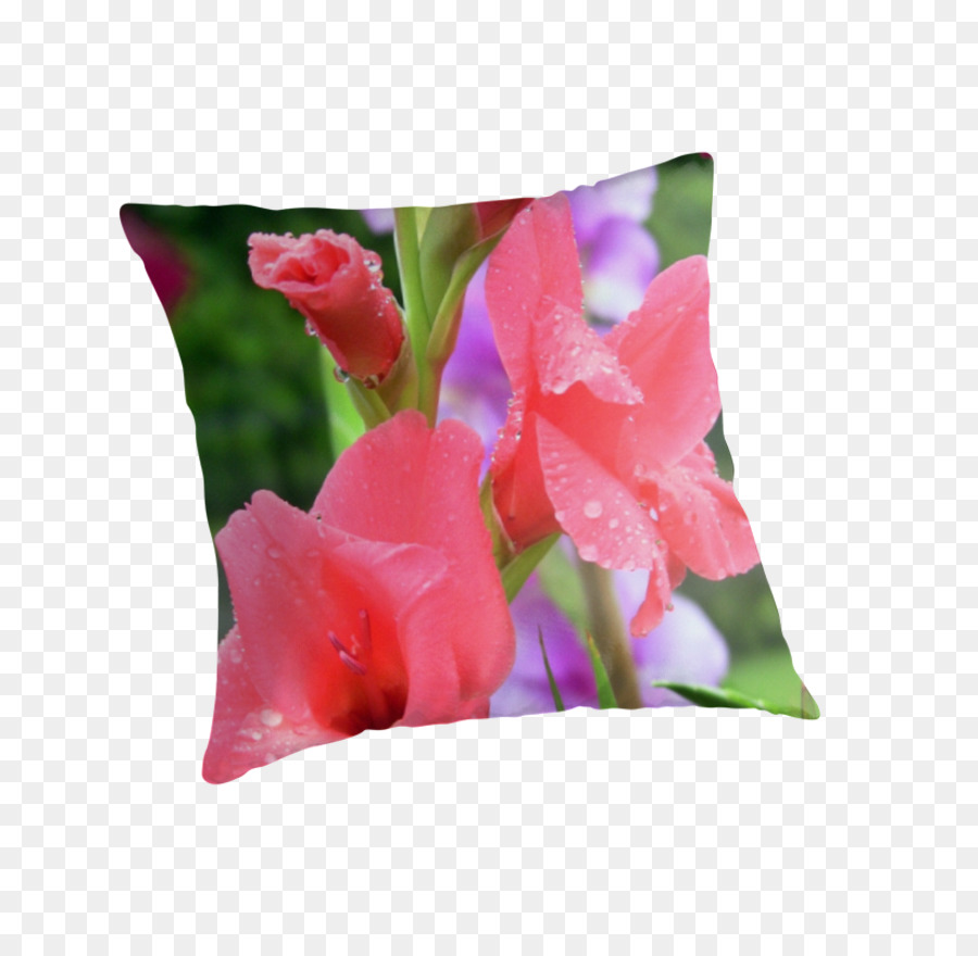 Gladiolus，Lançar Travesseiros PNG