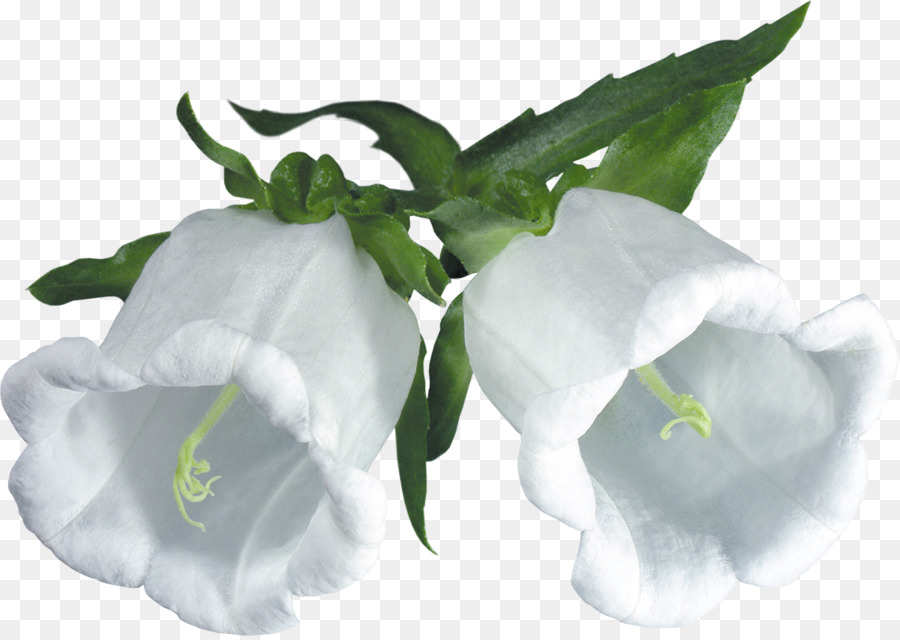 Flores Brancas，Folhas Verdes PNG