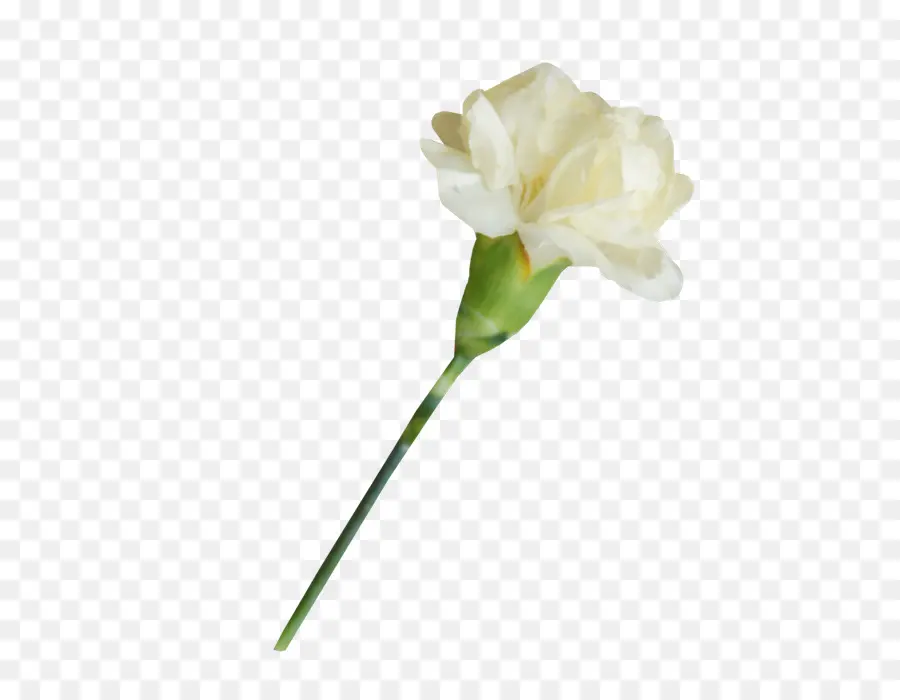 Flor，Cravo PNG