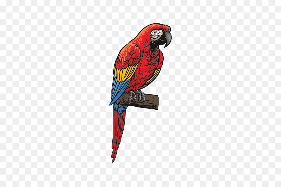 Papagaio，Colorido PNG