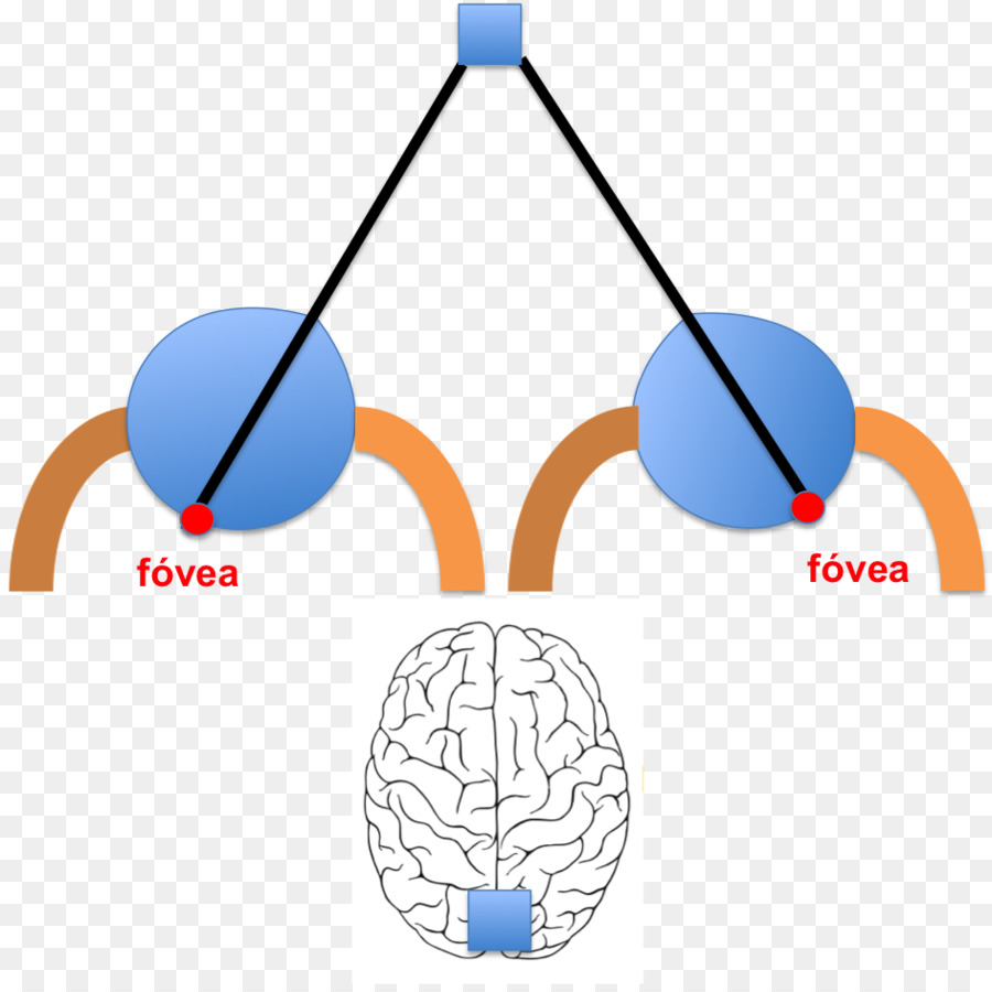 Diagrama De Fóvea，Olho PNG