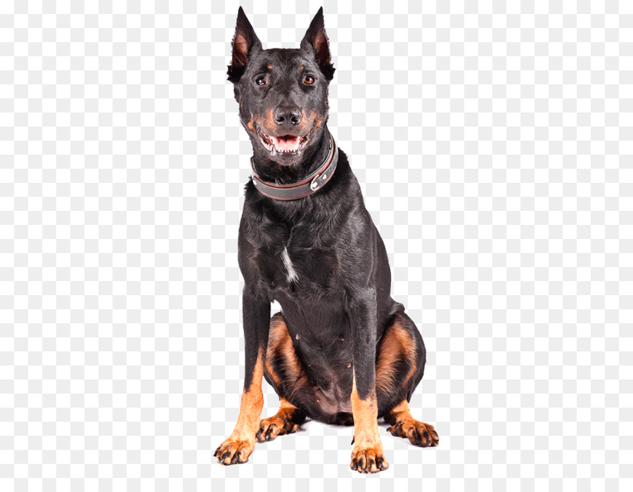 Dobermann，Ormskirk Terrier PNG