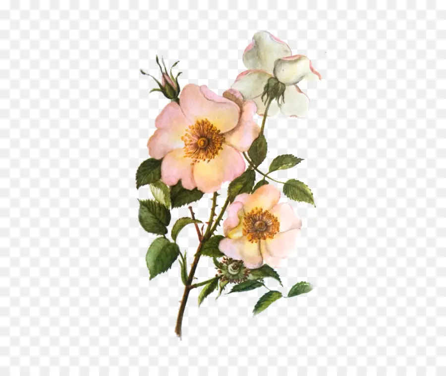 Roseira Brava，Repolho Rosa PNG