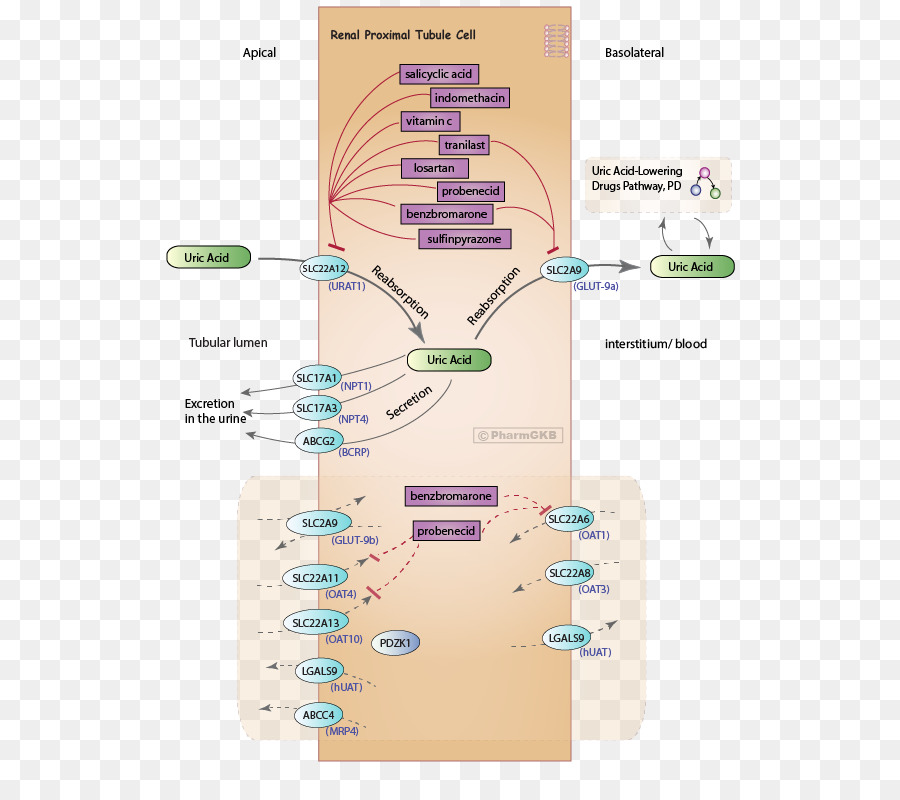Probenecida，ácido úrico PNG
