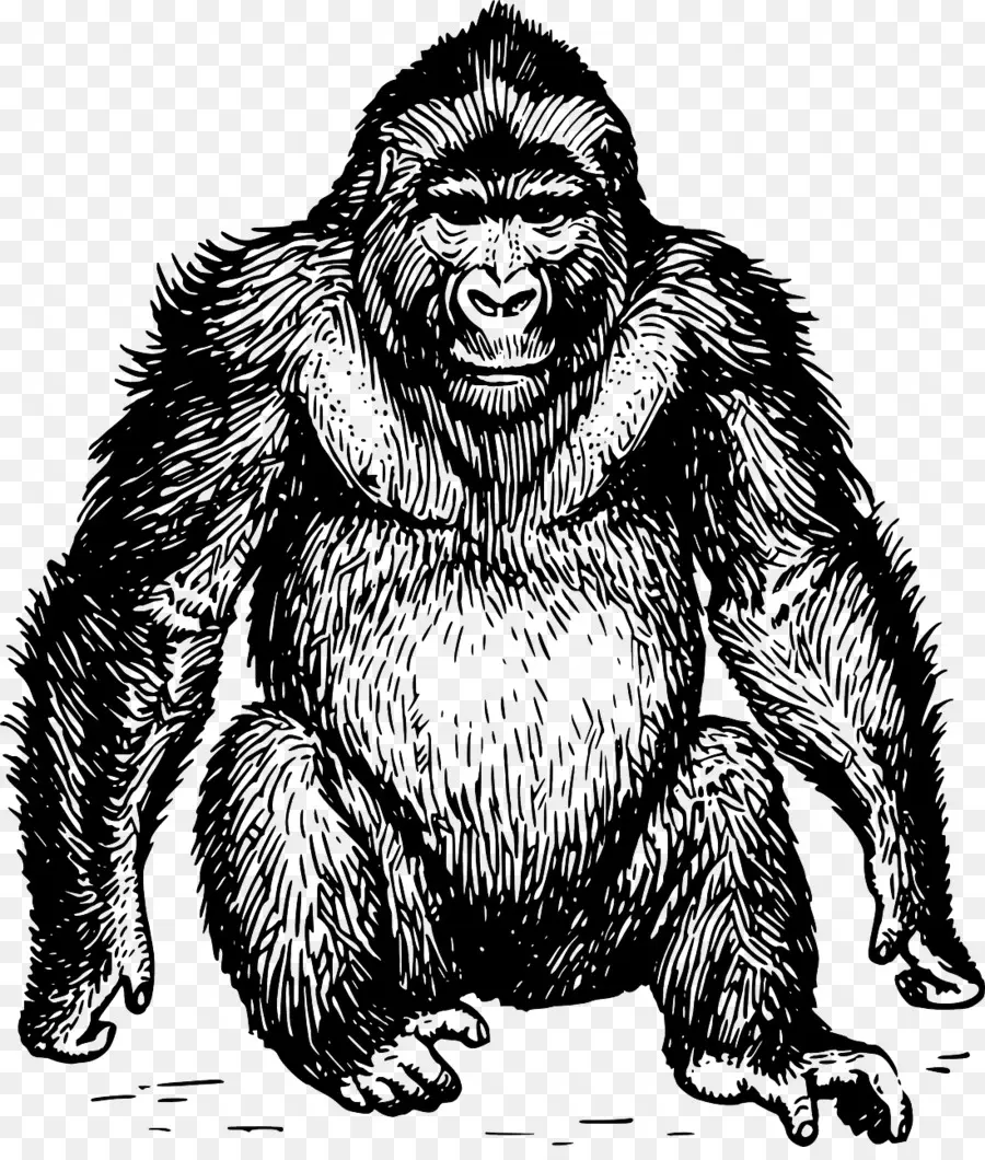 Gorila，De Primatas PNG