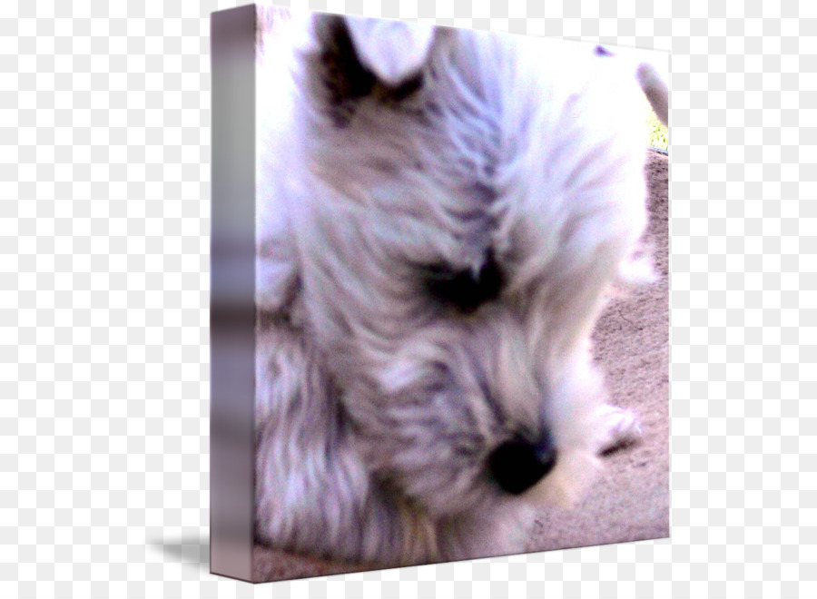 Schnauzer Miniatura，Glen PNG