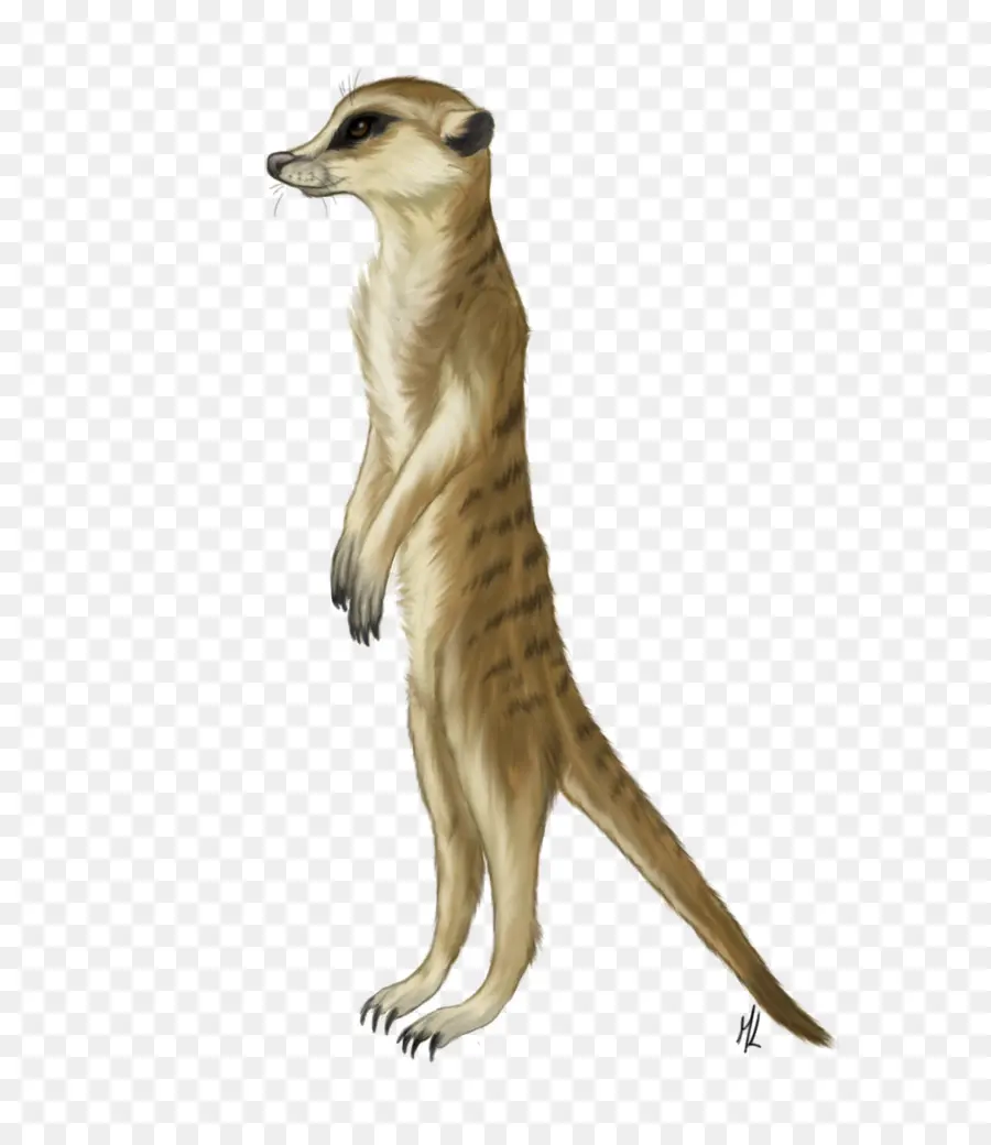Meerkat，Pele PNG