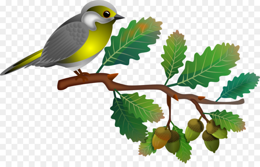 Songbird，Aves PNG