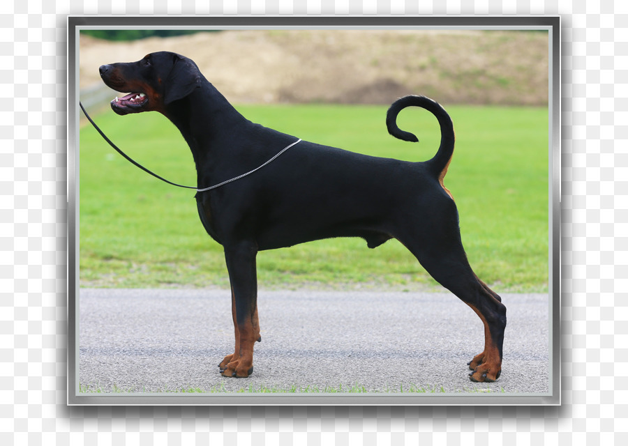 Dobermann，Preto E Tan Coonhound PNG