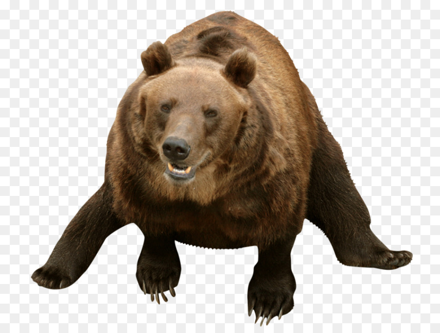 Urso Bravo，Urso PNG