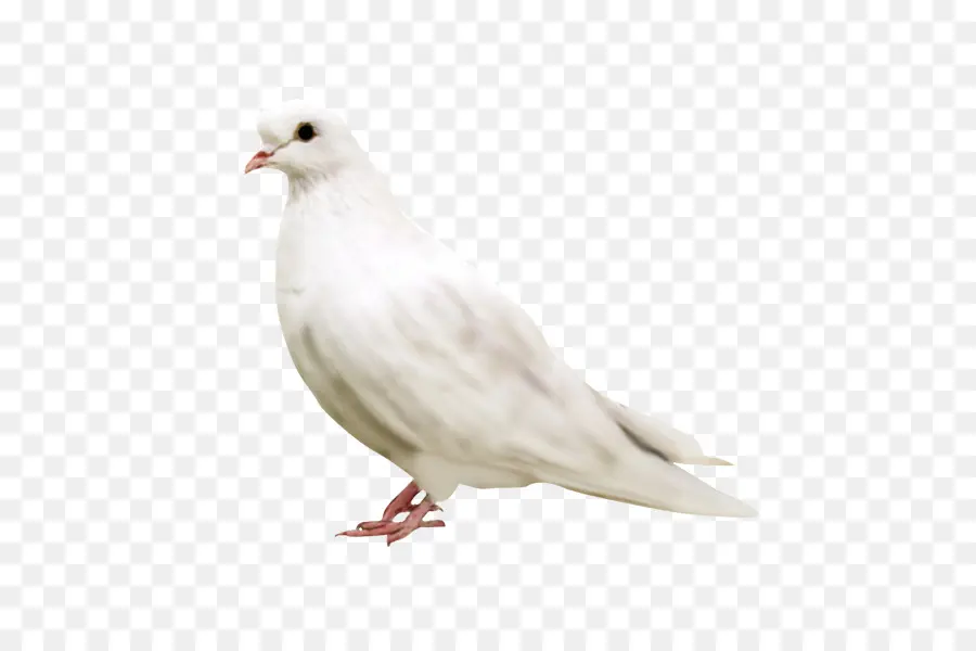 Gaivota，Pássaro PNG