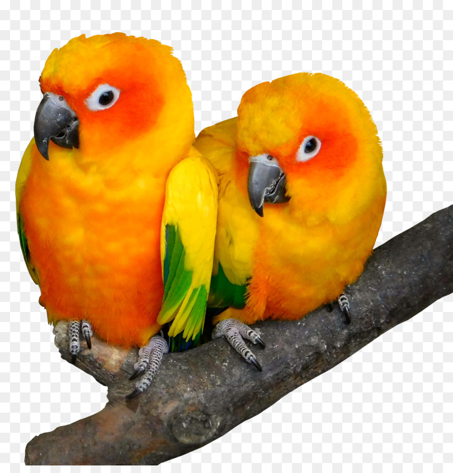 Aves，Lovebird PNG