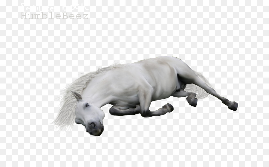 Cavalo，Desenho PNG