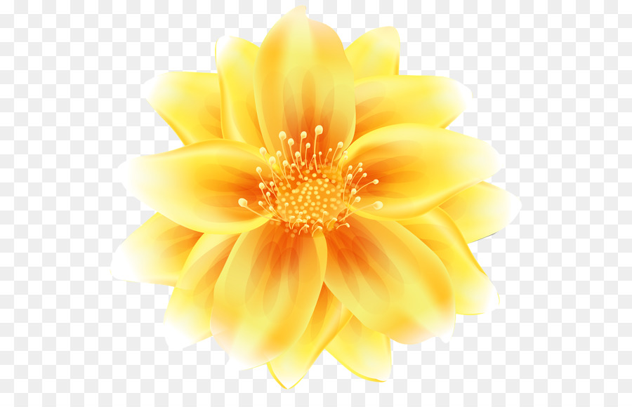 Flor Amarela，Florescer PNG