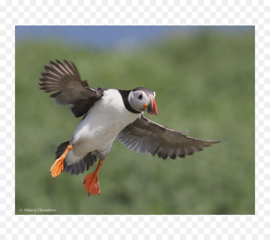 Puffin，Bico PNG