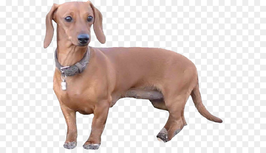 Dachshund，Redbone Coonhound PNG