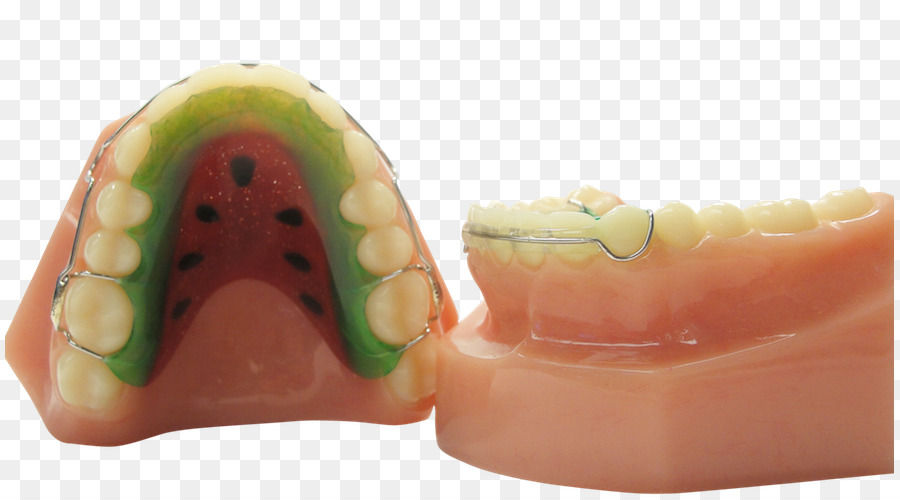 Modelo Odontológico，Dentes PNG