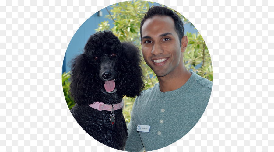 Padrão De Poodle，Poodle Miniatura PNG