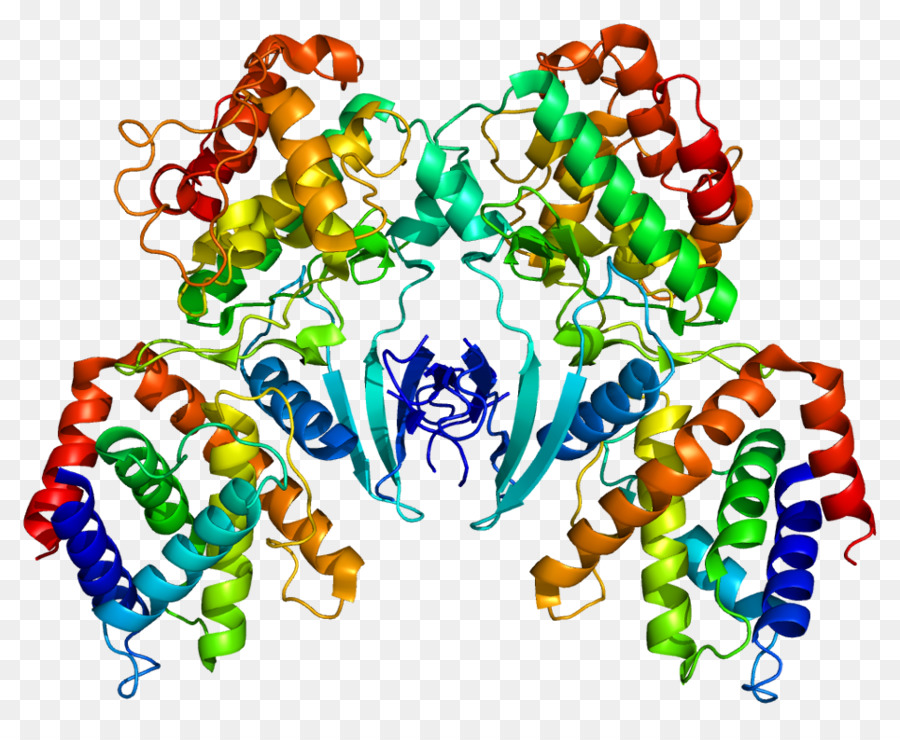Cdk5r1，Cyclindependent Quinase 5 PNG