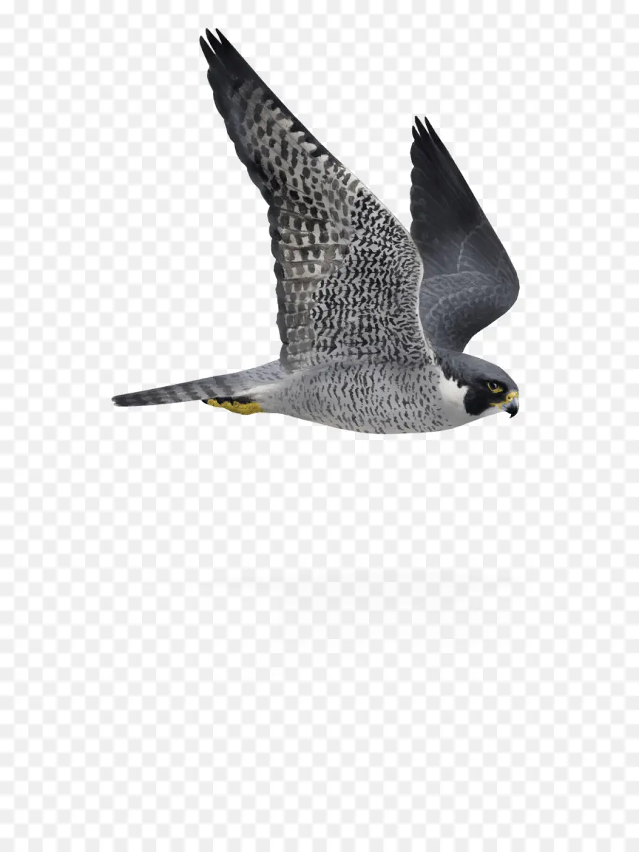 Aves，O Falcão Peregrino PNG