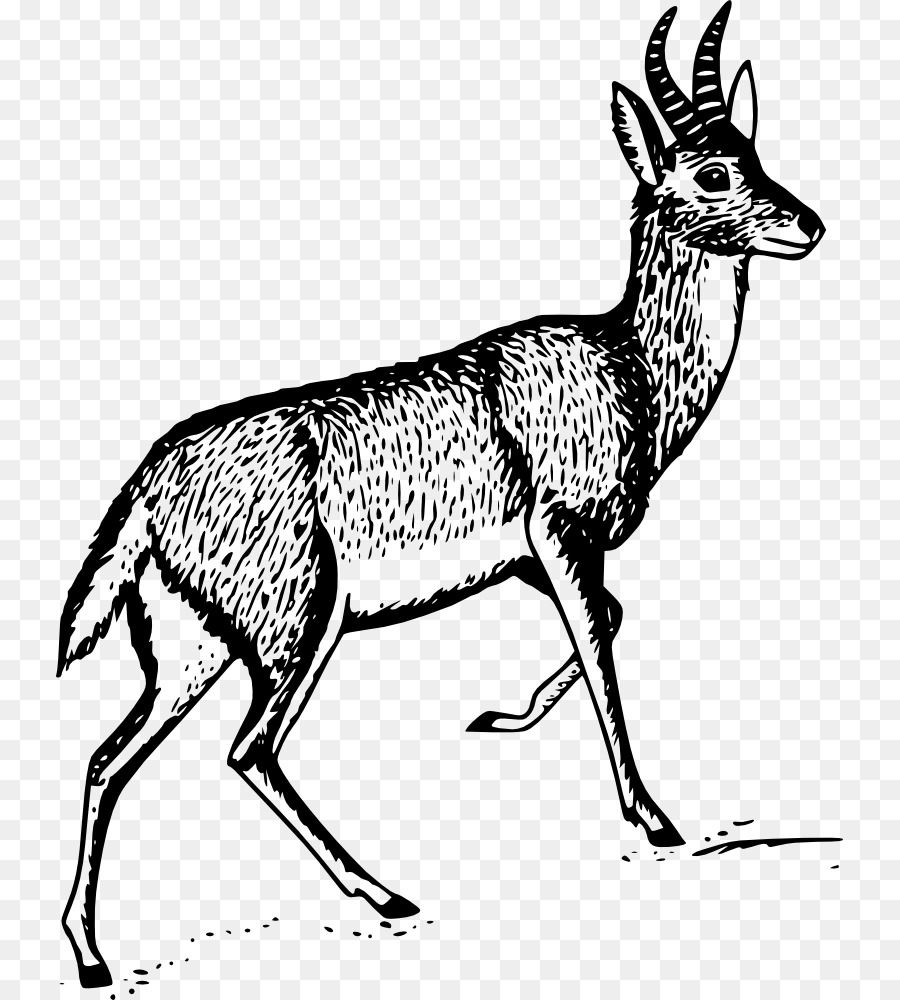 Deer，Gazela PNG