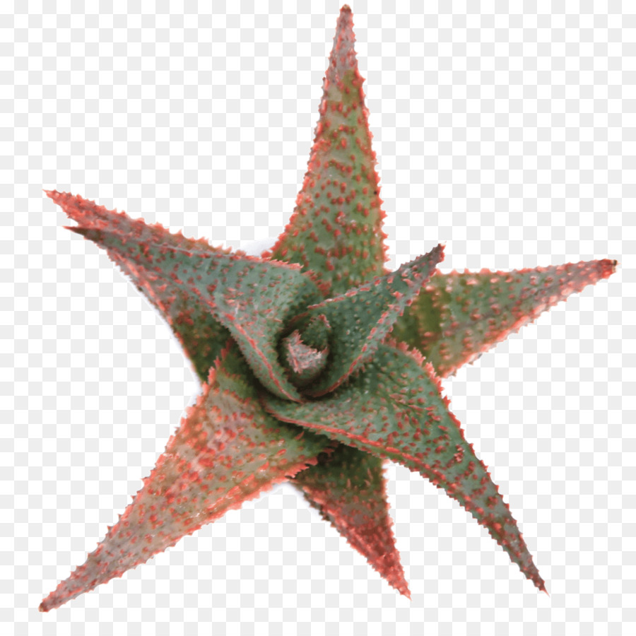 Estrela Do Mar，Aloe Vera PNG