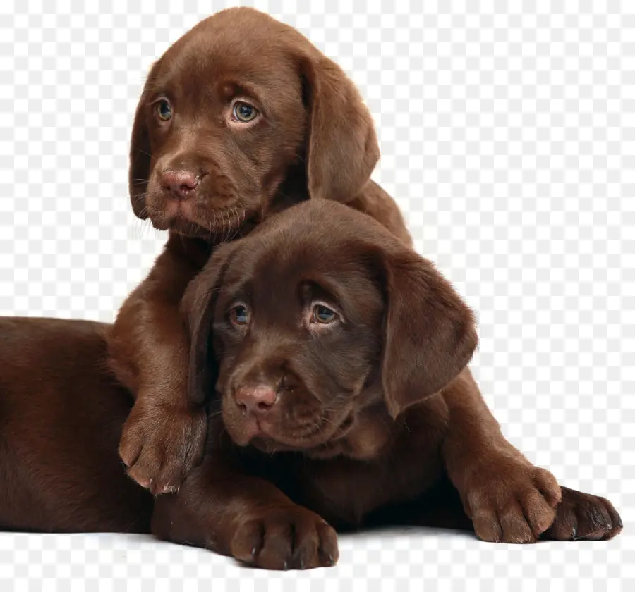 Dois Cachorrinhos Marrons，Cães PNG