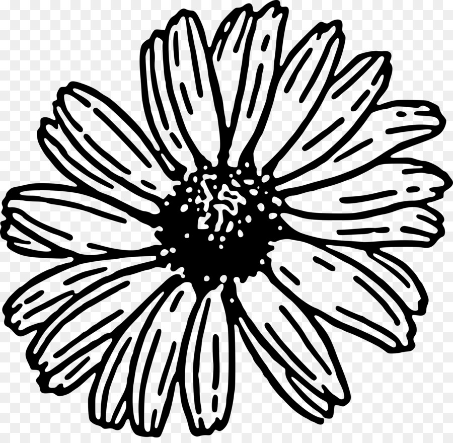 Transvaal Daisy，Daisy Família PNG