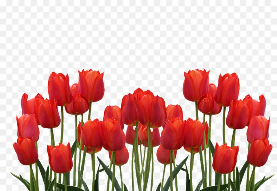 Tulipas，Vermelho PNG