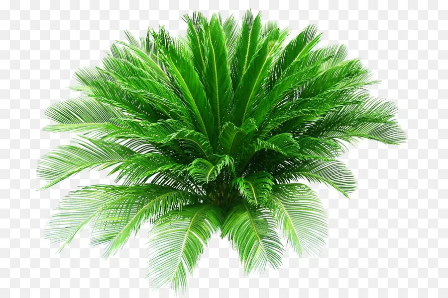 Sago Palm，Palma De Data Pygmy PNG