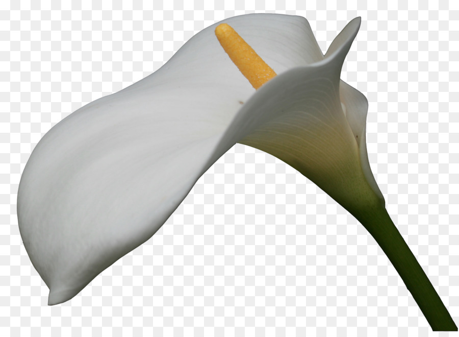 Flor Branca，Florescer PNG