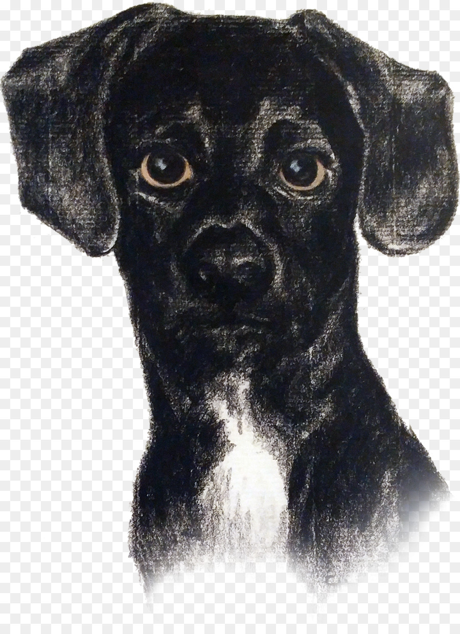 Cachorro Preto，Retrato PNG