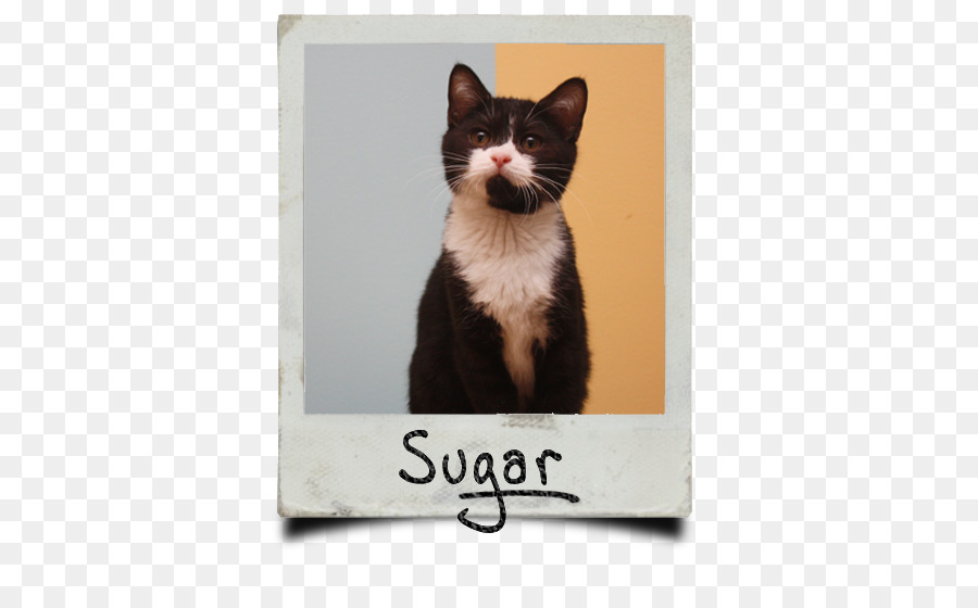 Bigodes，Gato PNG