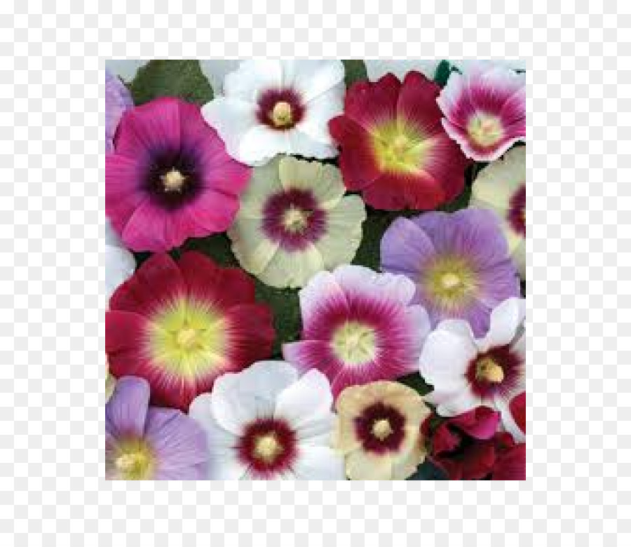 Hollyhock，Planta Perene PNG