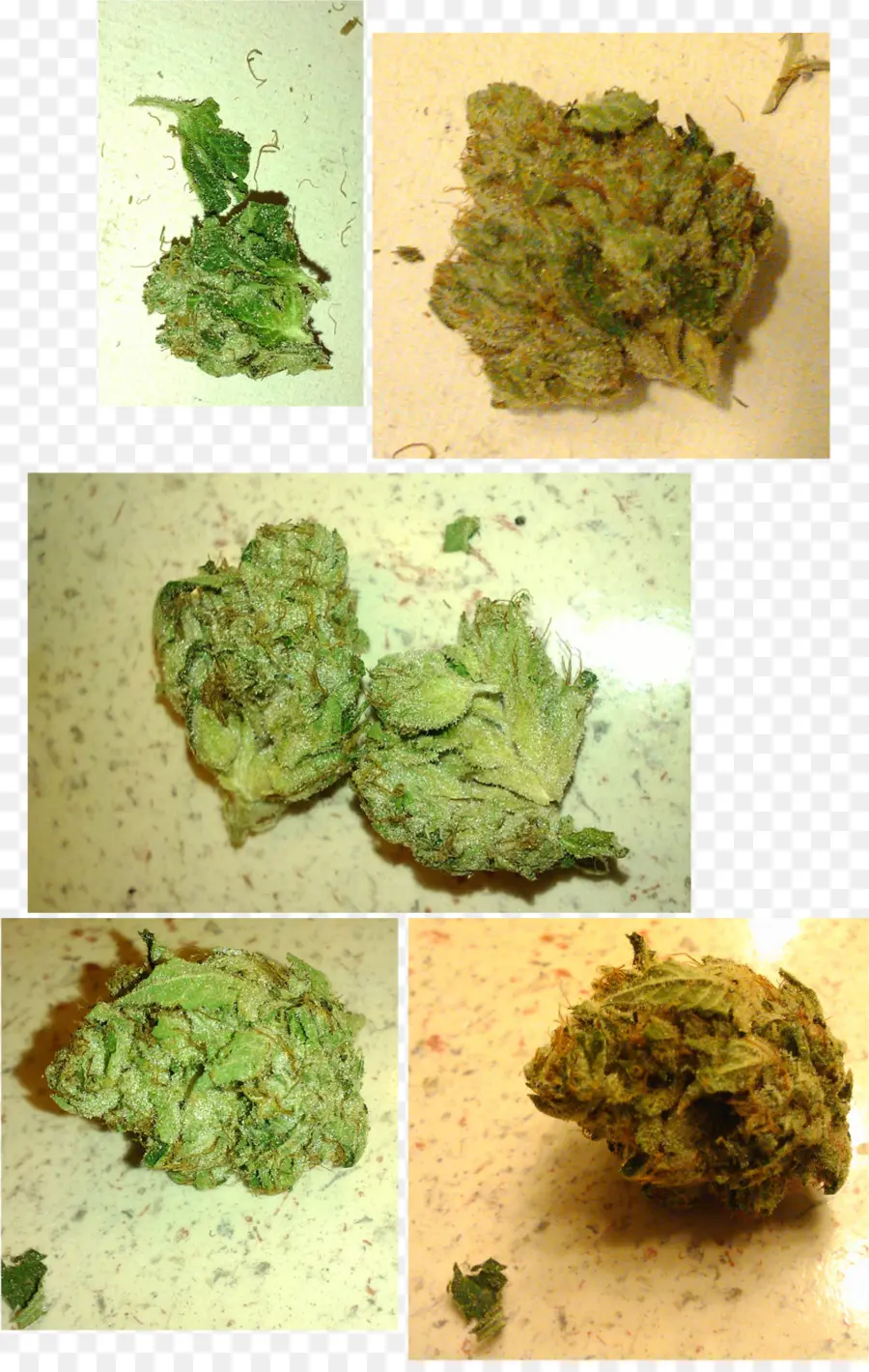 Kush，Cannabis Medicinal PNG