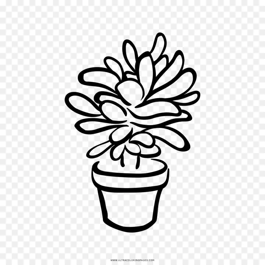 Planta Em Vaso，Suculenta PNG